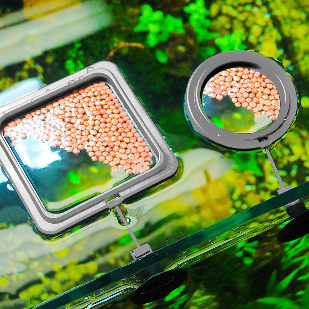 Aquarium Feeding Ring - HOW DO I BUY THIS Square black