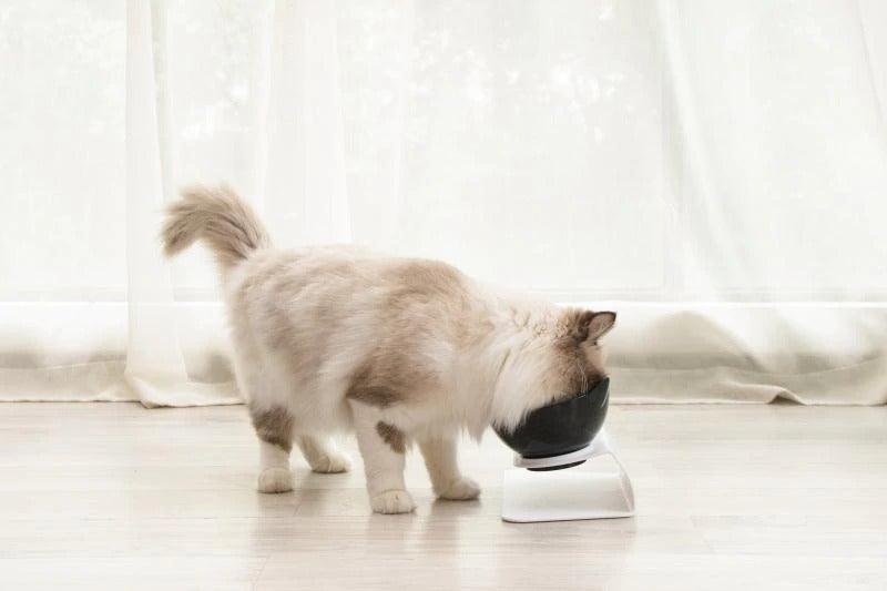 Non-Slip Double Pet Bowl - HOW DO I BUY THIS Black & White